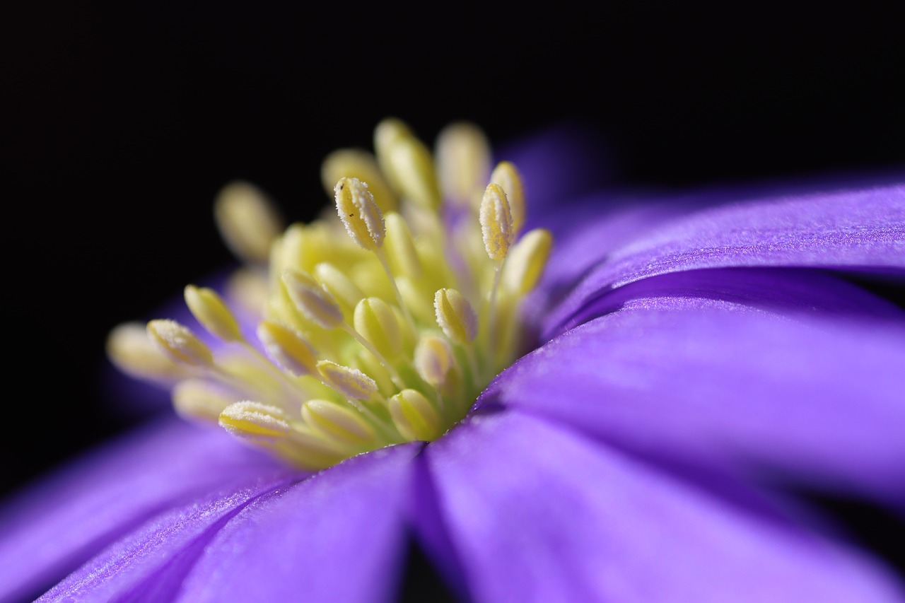 découvrez comment aménager un jardin bio sur votre balcon pour profiter de plantes saines et respectueuses de l'environnement, même en espace restreint.