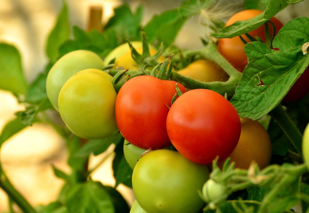 support pour plants de tomates, conçu pour offrir stabilité et croissance optimale à vos tomates dans le jardin.