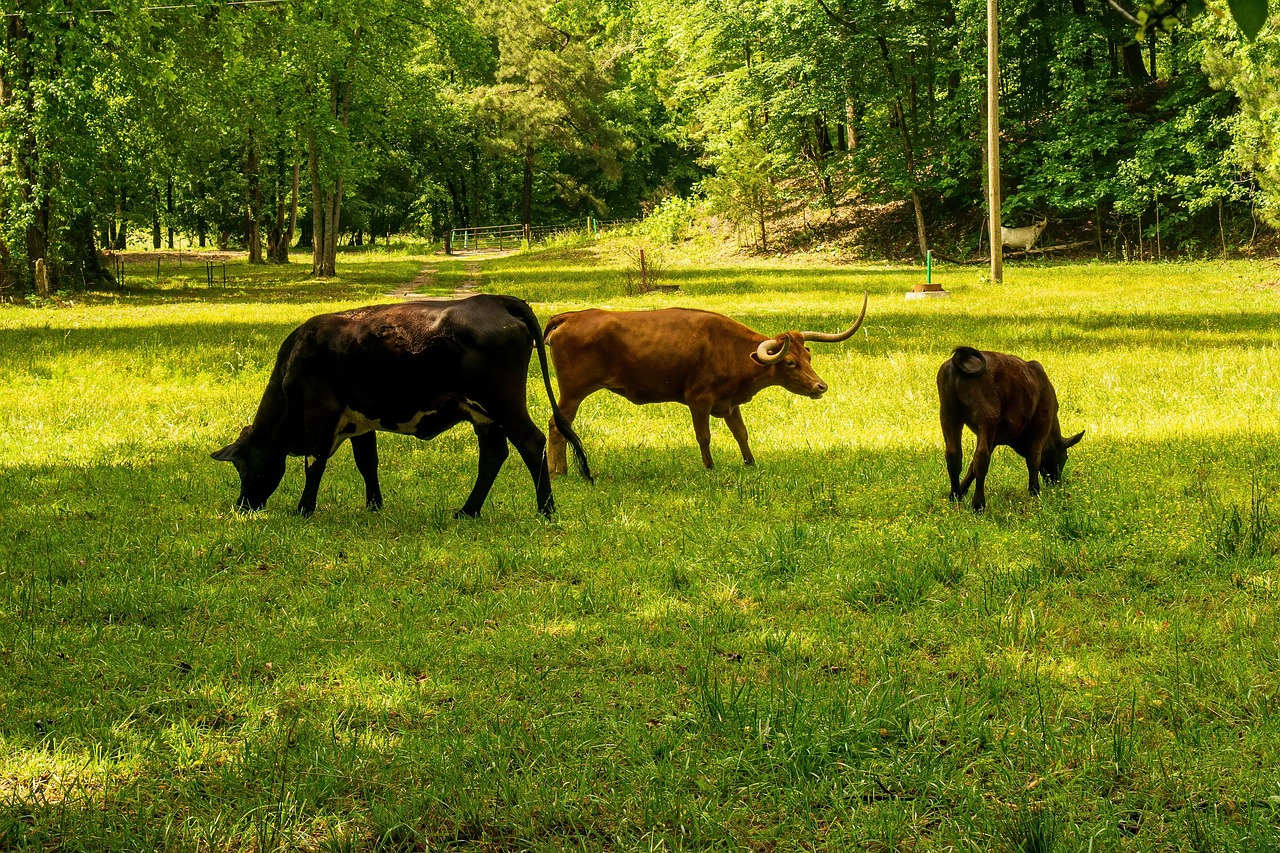 découvrez ce qu'est l'empreinte carbone, son impact sur l'environnement et des conseils pour la réduire au quotidien. informez-vous sur les enjeux écologiques liés à vos activités.