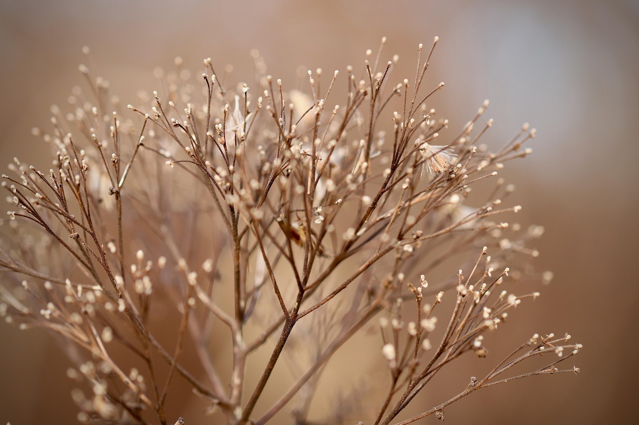 découvrez notre sélection de plantes faciles d'entretien, idéales pour apporter une touche de verdure sans nécessiter beaucoup de soin.