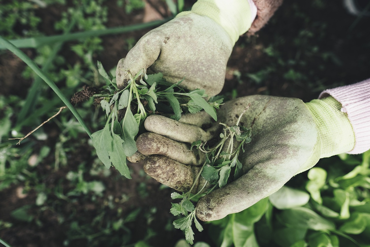 découvrez nos conseils et astuces pour un jardinage biologique sur balcon, facile et écologique, pour cultiver vos propres légumes et plantes aromatiques en milieu urbain.