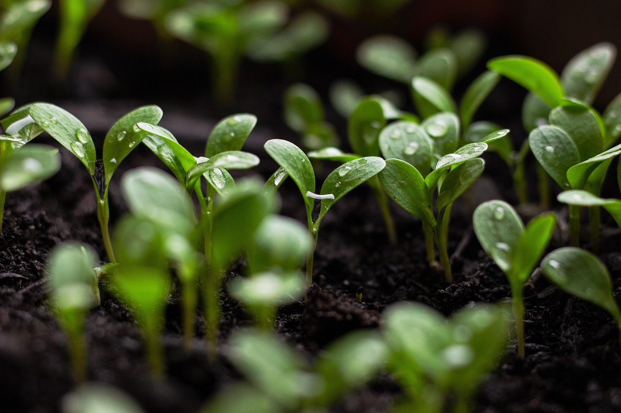 découvrez les pratiques d'agriculture durable visant à préserver l'environnement, promouvoir la biodiversité et garantir une production alimentaire responsable pour les générations futures.