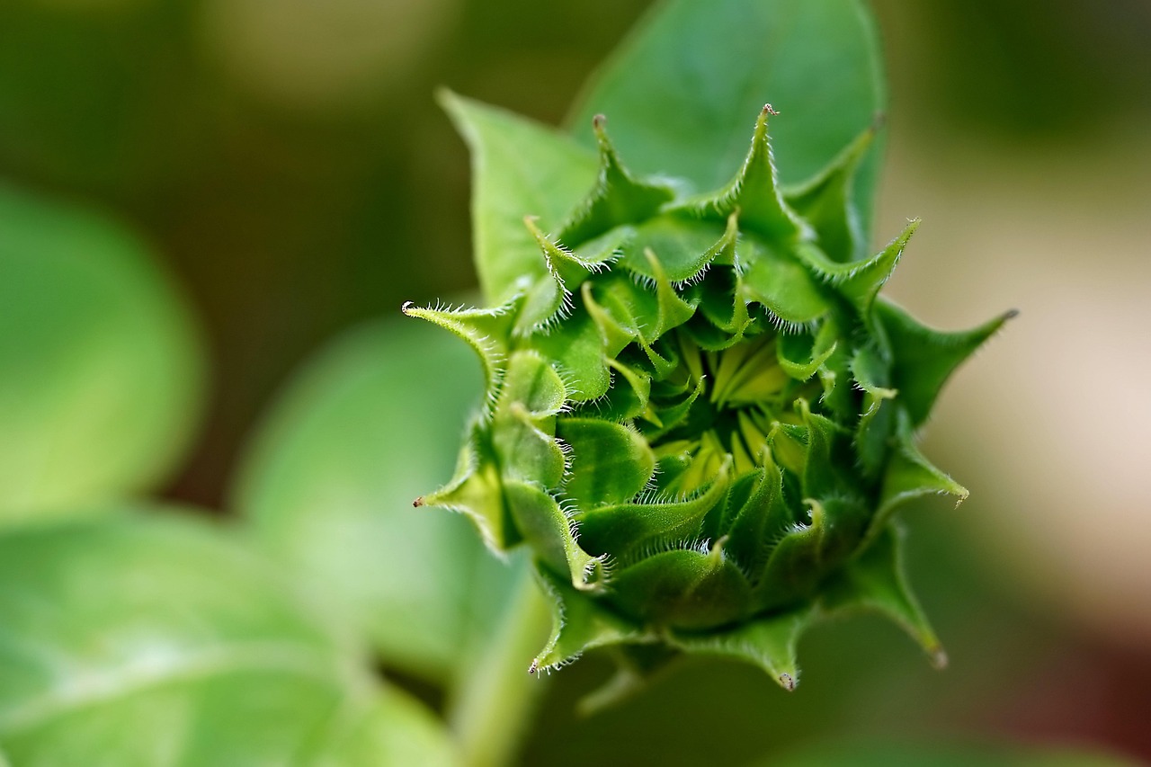 découvrez comment cultiver un jardin biologique sur votre balcon avec nos conseils pratiques pour des plantes saines et respectueuses de l'environnement.