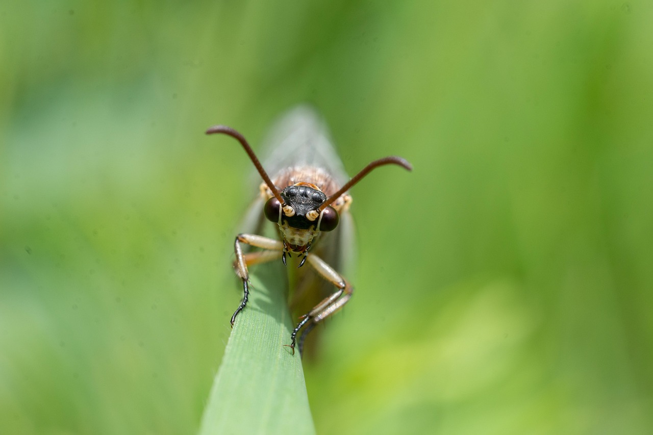 découvrez nos solutions efficaces pour barrière anti-fourmis et protégez votre maison des invasions indésirables.