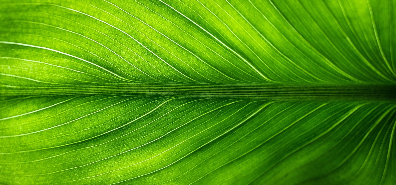 adoptez des habitudes écologiques simples et faciles pour protéger la planète au quotidien.