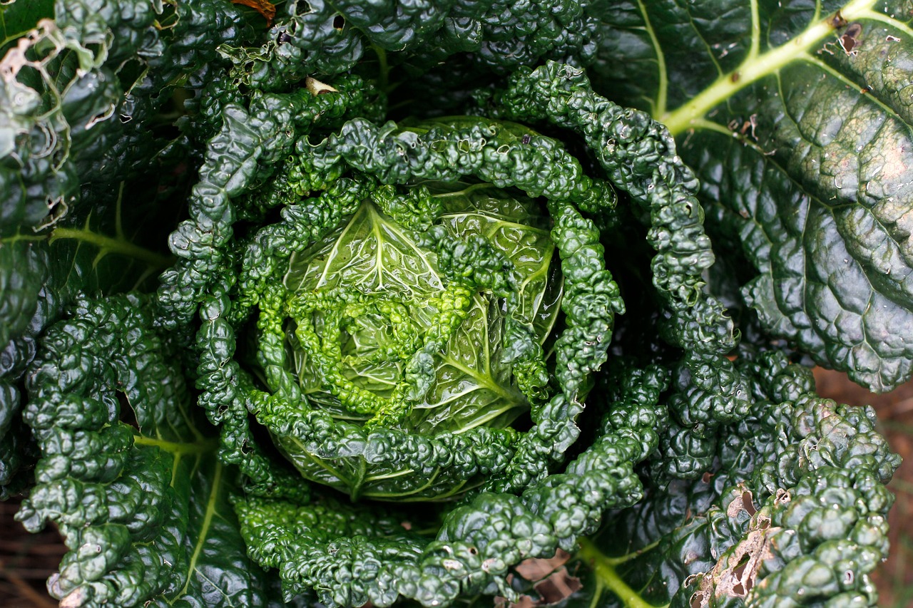 découvrez les techniques de jardinage en permaculture urbaine pour créer un espace vert durable et productif en ville.