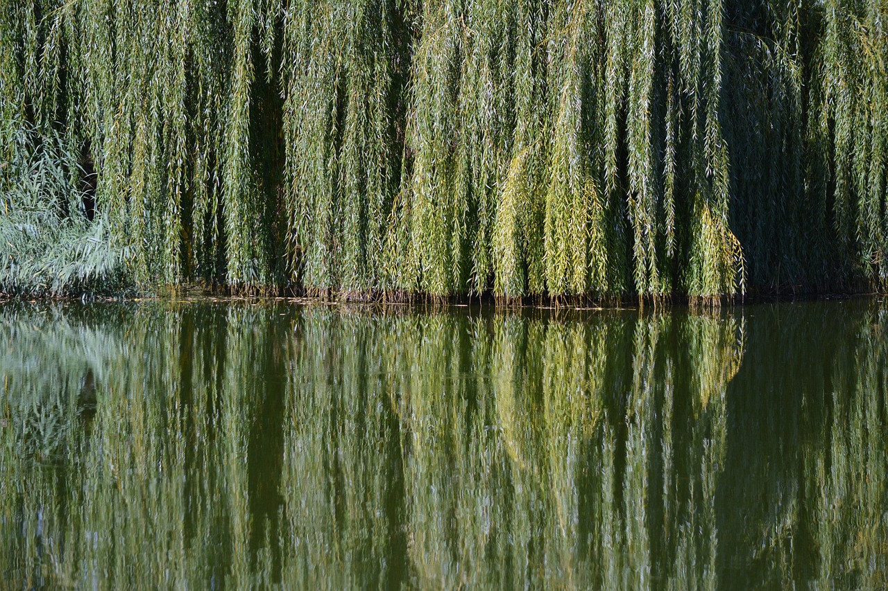 découvrez nos services d'aménagement paysager et d'entretien des arbres pour sublimer votre jardin et protéger votre environnement.