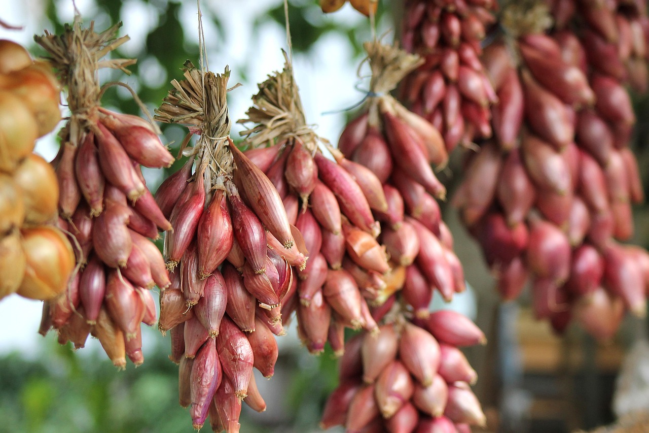 Jardinage bio sur balcon : astuces et conseils pour réussir en 2025