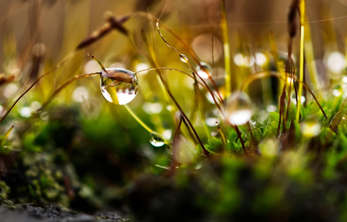 Votre pelouse envahie par la mousse chaque année ? Découvrez le secret ancestral qui l’élimine naturellement et sans effort