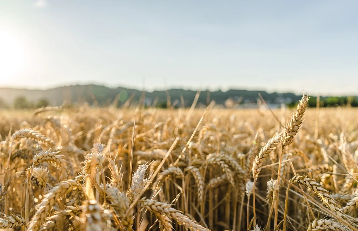 Légumineuses, engrais verts et réduction de la viande : des solutions clés pour diminuer notre dépendance aux importations