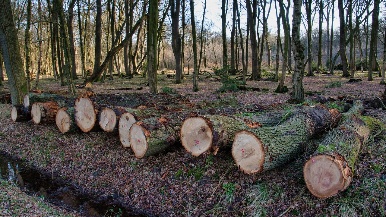 Conséquences des menaces environnementales en Amazonie : Un bilan des émissions de carbone de la forêt brésilienne au cours de la dernière décennie