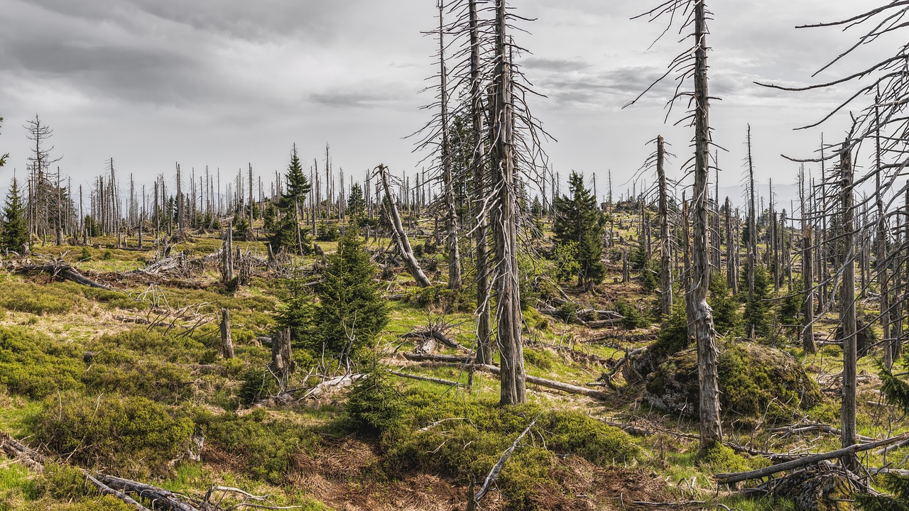 Protéger les forêts anciennes : un défi mondial du Brésil à l’Indonésie aux progrès contrastés