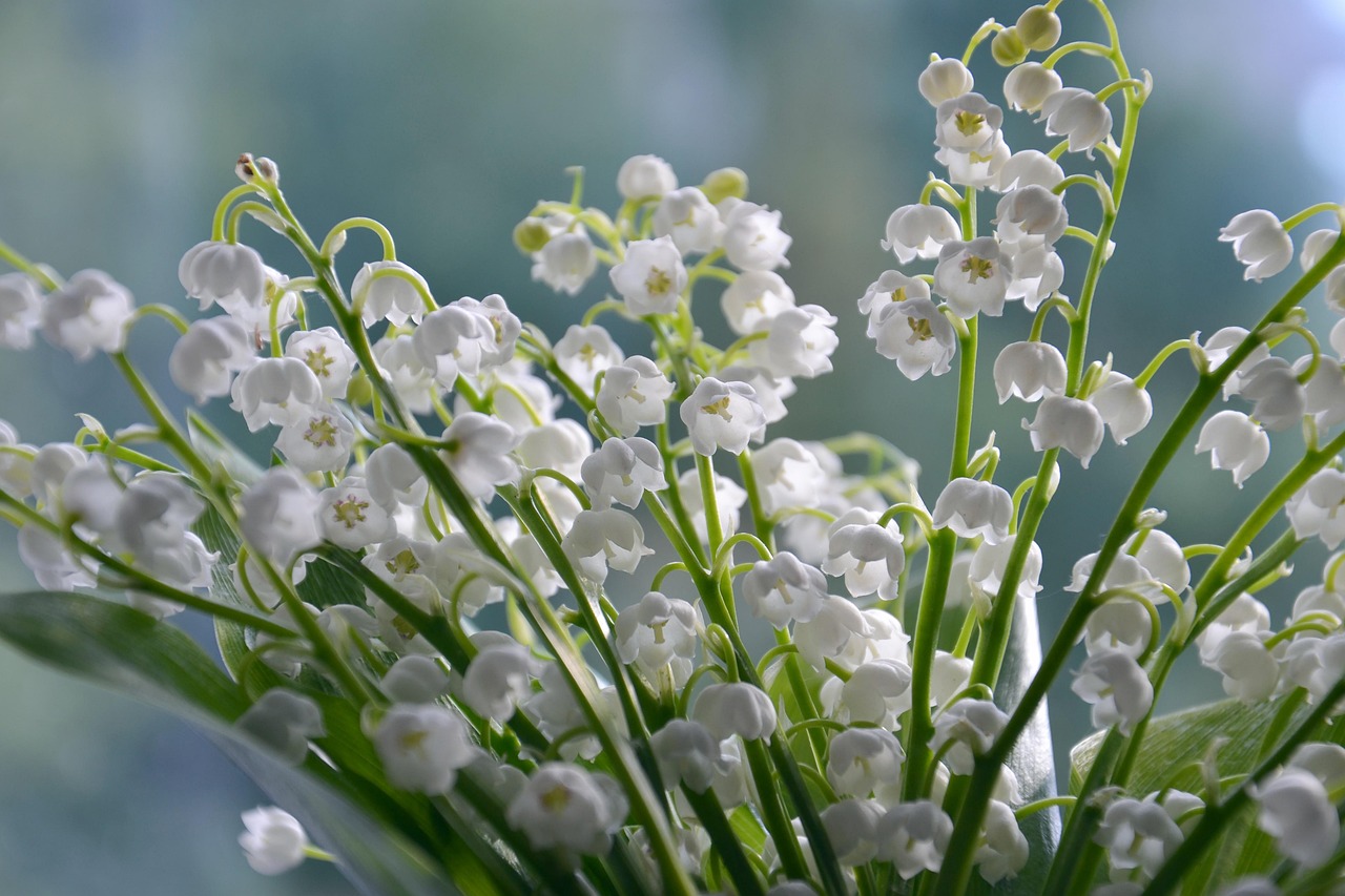 Muguet du 1er mai : comment un grossiste marnais maintient la tradition face au défi du réchauffement climatique
