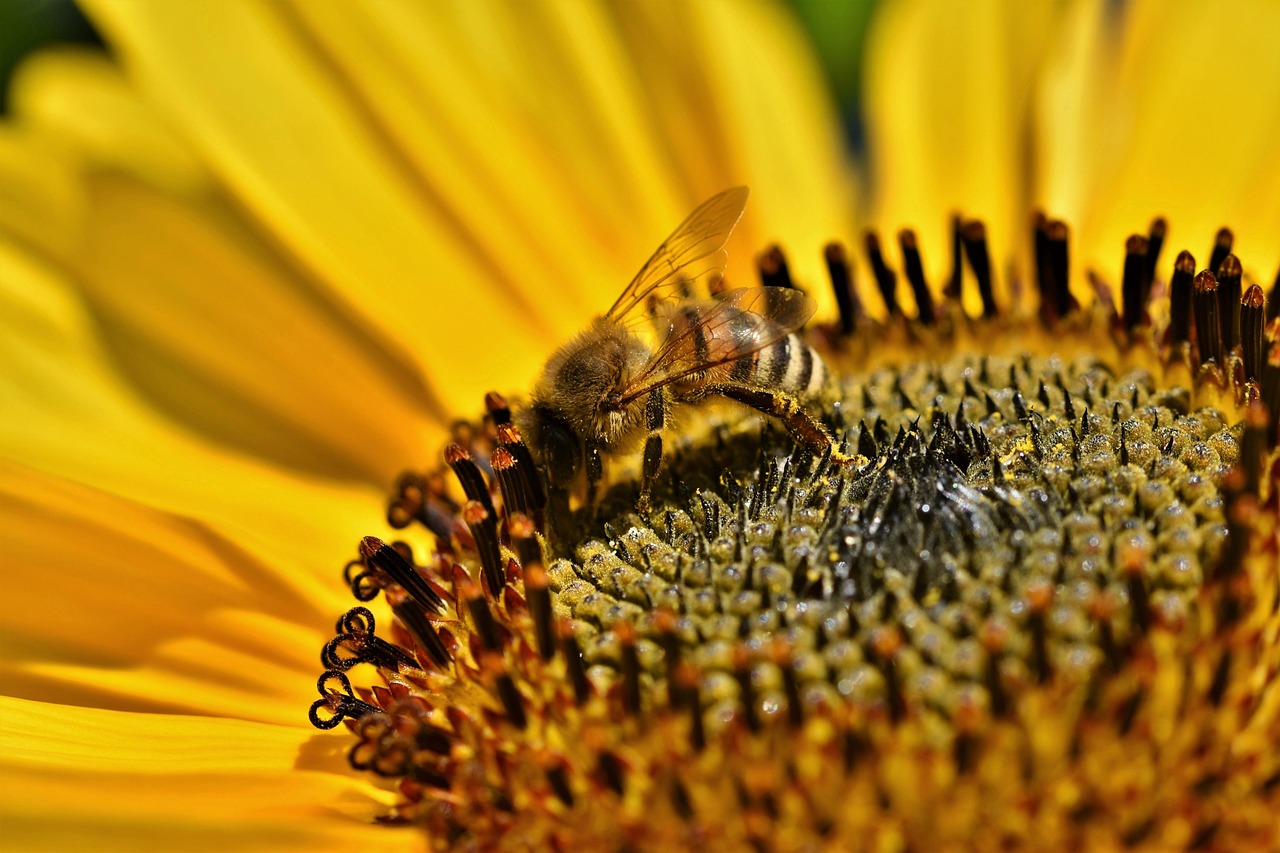 Pollinisation : le rôle essentiel des insectes dans la biodiversité