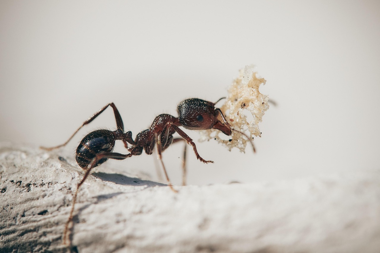 Depuis 3 semaines, cette ligne devant ma porte stoppe net toutes les fourmis : découvrez pourquoi elles n’osent pas la franchir !