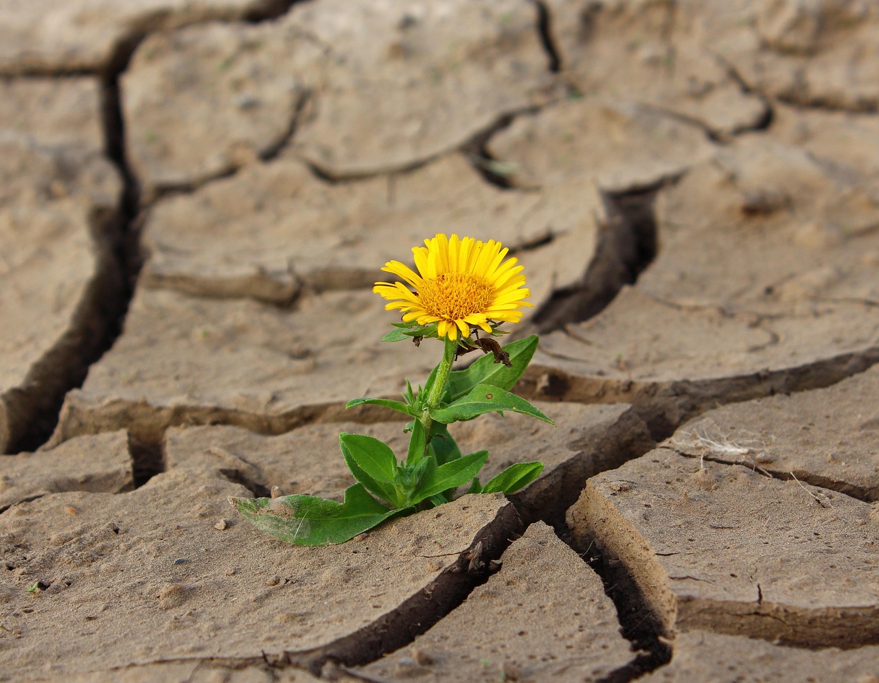 Stratégies pour anticiper les risques climatiques et renforcer sa résilience face aux défis de demain