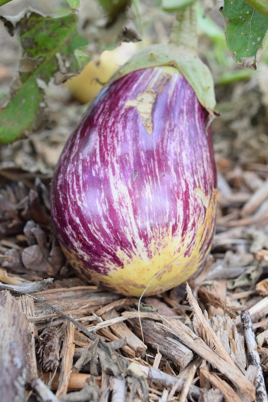 Potager urbain permaculture : astuces 2025 pour cultiver en ville avec succès