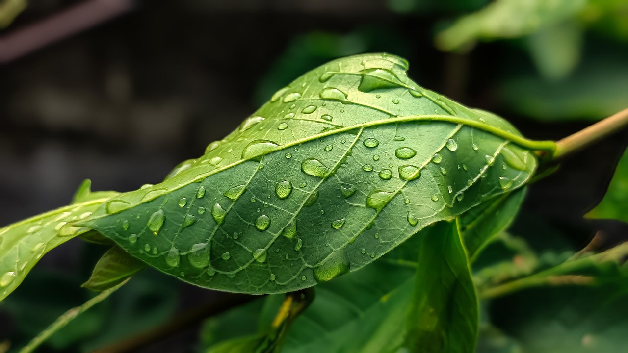 Systèmes de gestion environnementale : Optimiser la durabilité et réduire l’empreinte écologique