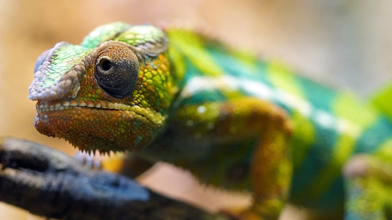 Le rapport entre biodiversité et bilan carbone
