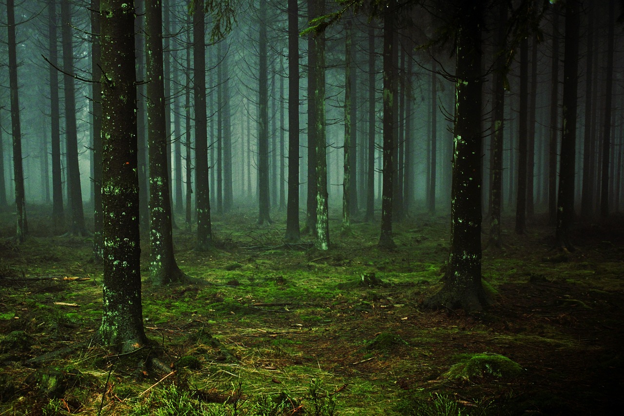 Les paradoxes des forêts : quand la capture de CO₂ devient insuffisante